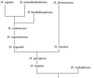 family tree